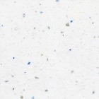 WHITE STAR ASTRO - Astro