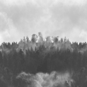 VISTA - Hazy Forest Acrylic